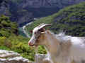 les gorges de l'ardche  cliquer pour agrandir