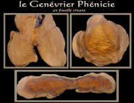 genevrier_phenicie.jpg (63838 octets)